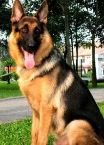 Як звуть собаку в серіалі - Пес У нього є якесь ім’я звуть