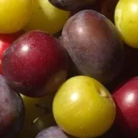сливи Компот сливи