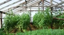 Коли висаджувати помідори в теплицю із полікарбонату коли