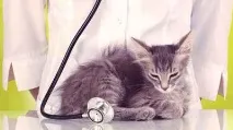 Котячі хвороби симптоми та лікування симптоми