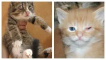 кота