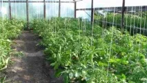 Коли висаджувати помідори в теплицю із полікарбонату висаджувати