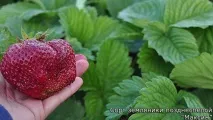 Полуниця Максим опис сорту, фото, відгуки садівників полуниця