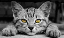Котячі хвороби симптоми та лікування котячі