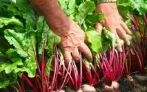 Коли прибирати буряки, щоб соковиті бульби зберігалися всю зиму Дачники Лайф бульби