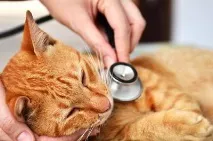 Котячі хвороби симптоми та лікування хвороби