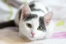 Котячі хвороби симптоми та лікування котячі