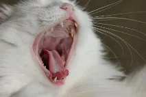 Котячі хвороби симптоми та лікування симптоми