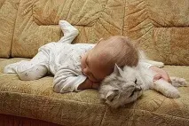 котка приспивна