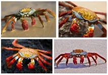 Краби мають жити в морі, а не на стовпах мають