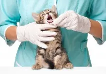 Котячі хвороби симптоми та лікування хвороби