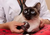 Котячі хвороби симптоми та лікування хвороби