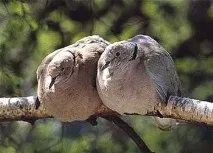 streptopelia