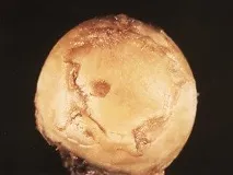 става степен