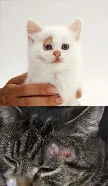 Котячий лишай у людини лишай