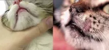 Котячий лишай у людини людини