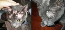 Котячий лишай у людини людини