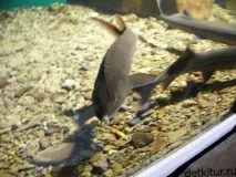 куди