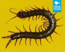 Кримська сколопендра - знайомимося з мешканцями Нашого Криму, «Наш Крим» 2019 - Щоденник Капітана сколопендра