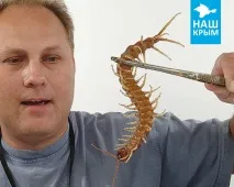 Кримська сколопендра - знайомимося з мешканцями Нашого Криму, «Наш Крим» 2019 - Щоденник Капітана знайомимося