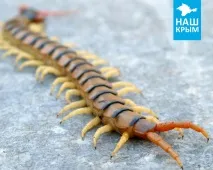 Кримська сколопендра - знайомимося з мешканцями Нашого Криму, «Наш Крим» 2019 - Щоденник Капітана знайомимося