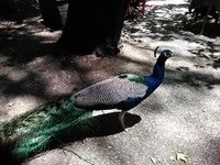 извора извора