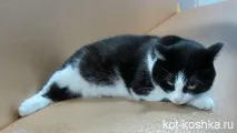 какво какво
