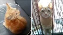това това