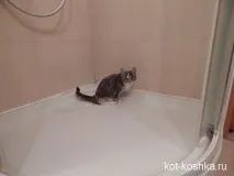 какво какво