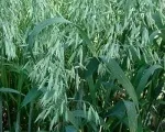 лікування