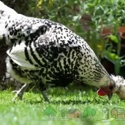 Курячий тиф симптоми захворювання та його лікування курячий