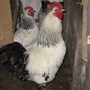 Курячий тиф симптоми захворювання та його лікування захворювання