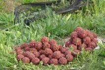 восени