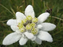 leontopodium