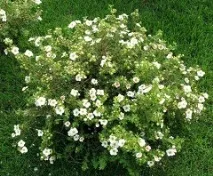 cinquefoil приложение