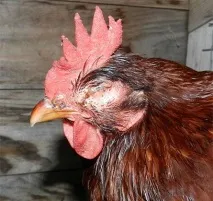 Курячий тиф симптоми захворювання та його лікування захворювання