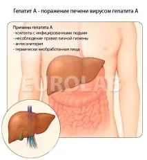 хепатит лечение