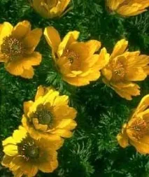 Лікування гідронефрозу нирки засобами народної медицини засобами