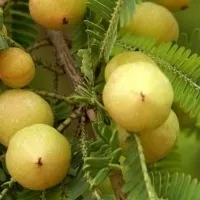 amla amla