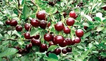Кращі сорти вишні для Ленінградської області ленінградської