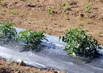 Найкращі дні для посіву розсади розсади