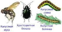 Методи боротьби з капустяною мухою та її характеристика мухою