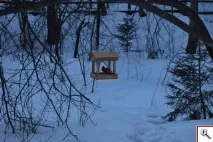 годівницю
