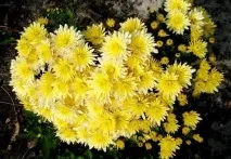 Дрібноквіткові хризантеми, Квіти у саду (Садиба) саду