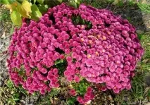 Дрібноквіткові хризантеми, Квіти у саду (Садиба) хризантеми