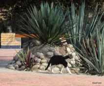Мексика, на пляжі в Huatulco - Уаталько (Мексика) - розповідь користувача Aksel Frank відгук від 15 мексика