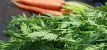 Морквяне бадилля при лікуваннігеморою як застосовувати, рецепти, поради морквяне