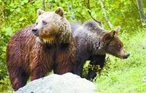 Народний потяг до дикої природи - Аргументи Тижня народний