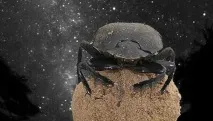 жуки