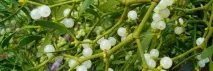 капки капки